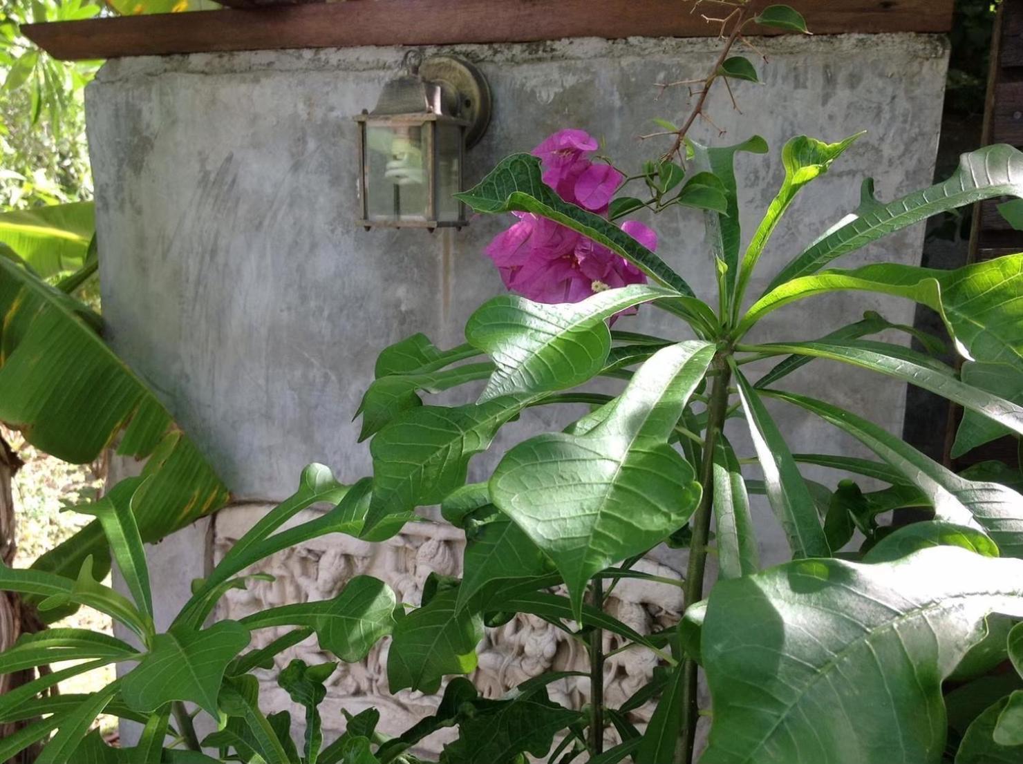 Ananas Samui Hostel Laem Set Beach Exterior photo